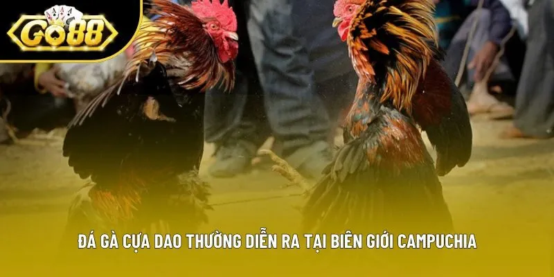 Đá gà cựa dao thường diễn ra tại biên giới Campuchia