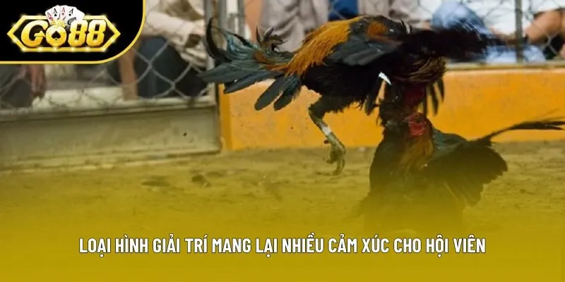 Loại hình giải trí mang lại nhiều cảm xúc cho hội viên