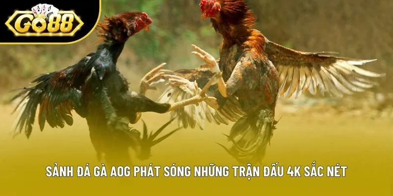 Sảnh đá gà AOG phát sóng những trận đấu 4K sắc nét