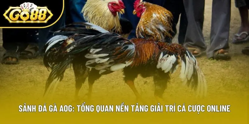 Sảnh Đá Gà Aog: Tổng Quan Nền Tảng Giải Trí Cá Cược Online