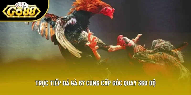 Trực tiếp đá gà 67 cung cấp góc quay 360 độ Trực tiếp đá gà 67 cung cấp góc quay 360 độ