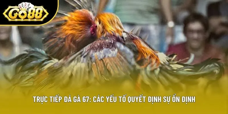 Trực Tiếp Đá Gà 67: Các Yếu Tố Quyết Định Sự Ổn Định